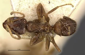 Media type: image;   Entomology 21302 Aspect: habitus dorsal view